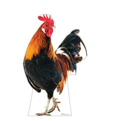 Rooster