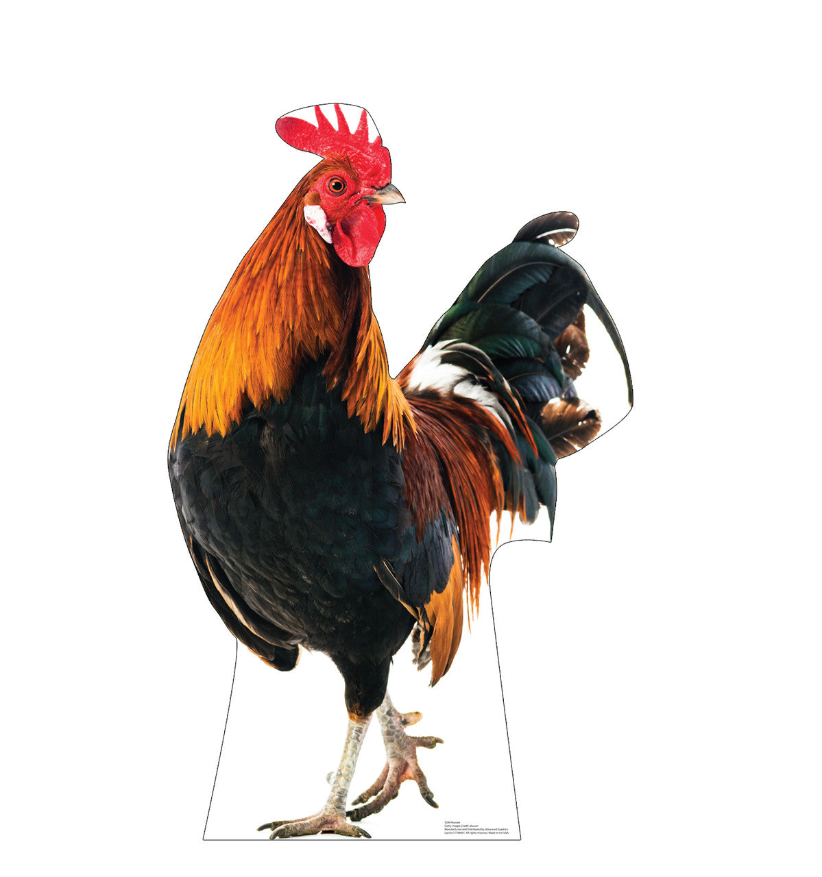 Rooster